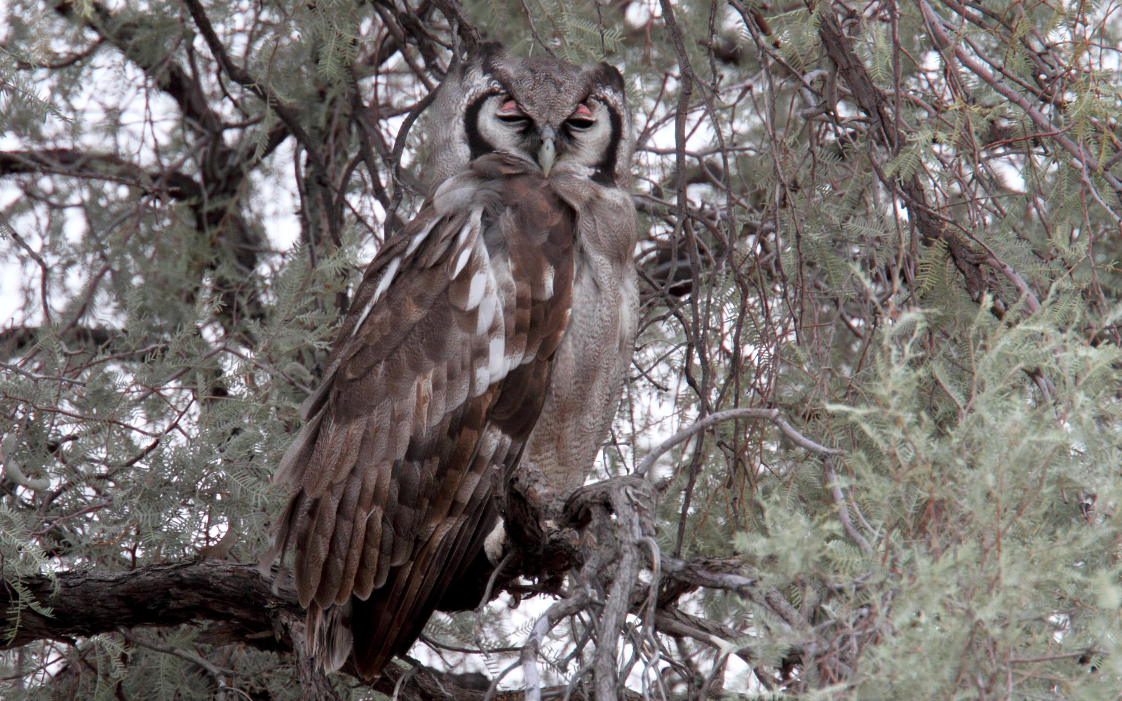 image Verreaux's Eagle-Owl